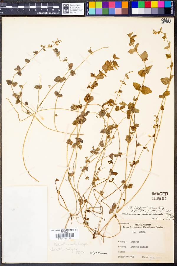 Clinopodium brownei image