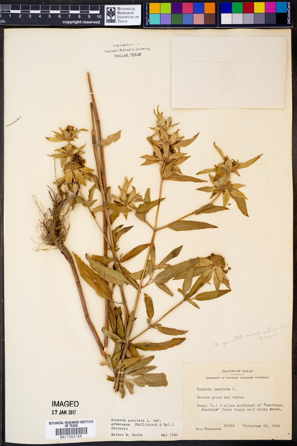 Monarda punctata var. arkansana image