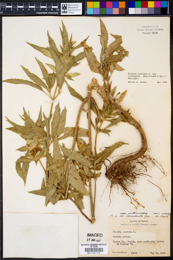 Monarda punctata var. intermedia image