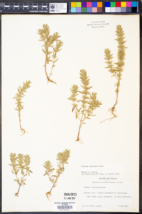Hedeoma hispida image