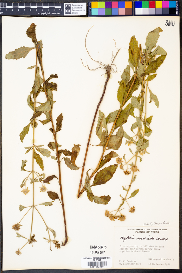 Hyptis radiata image