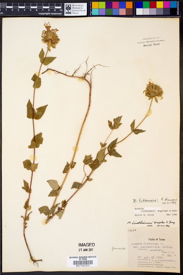 Monarda lindheimeri image