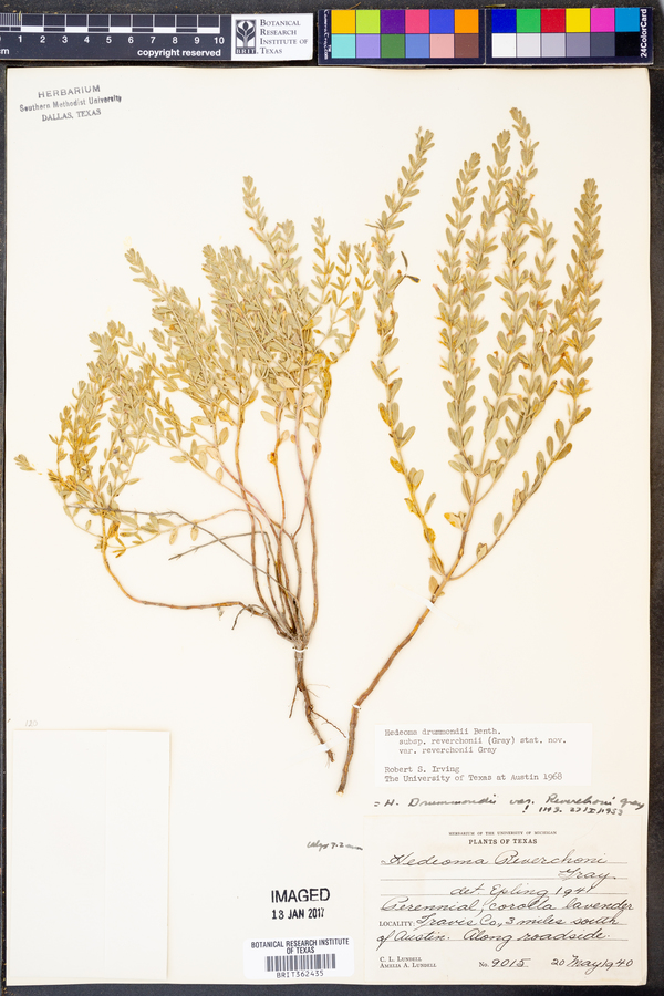 Hedeoma drummondii var. reverchonii image