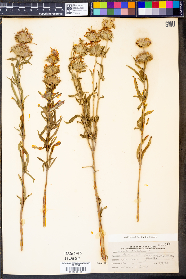 Monarda citriodora var. citriodora image