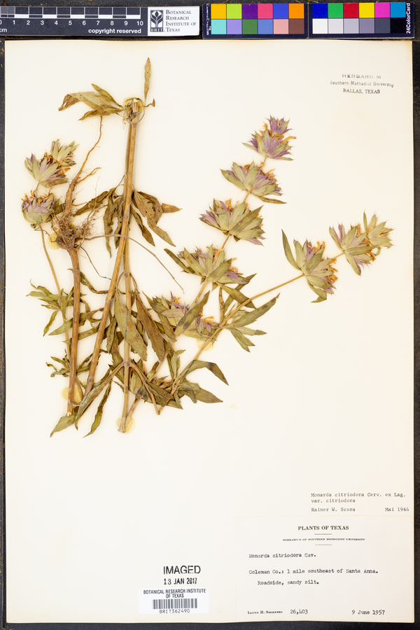 Monarda citriodora var. citriodora image