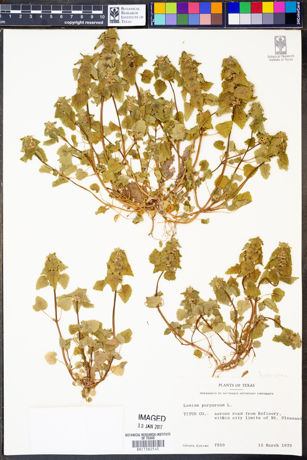 Lamium purpureum image