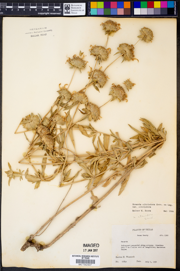 Monarda citriodora var. citriodora image