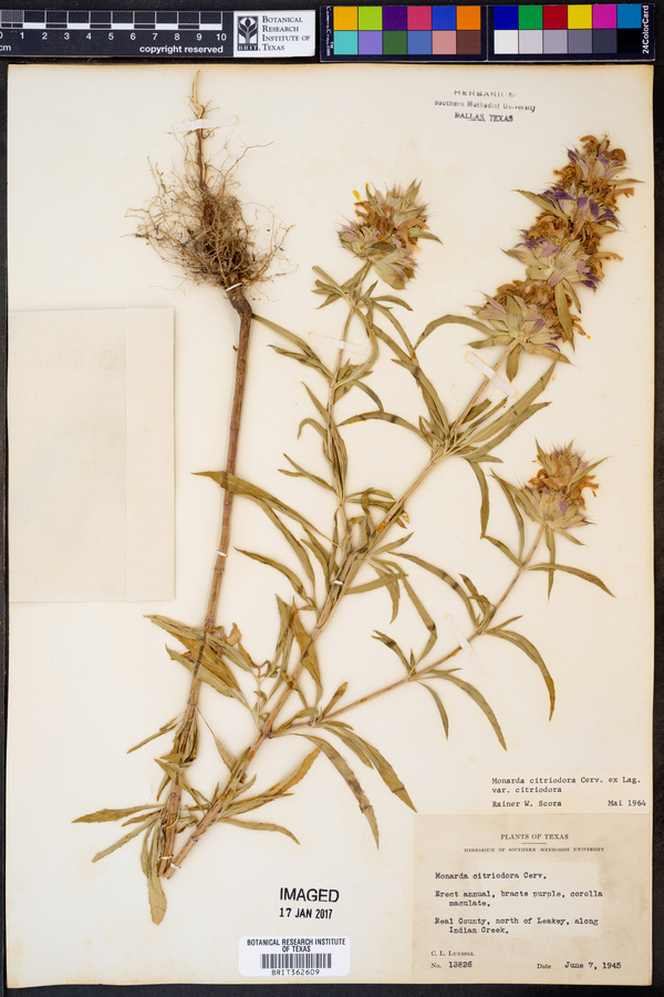 Monarda citriodora var. citriodora image