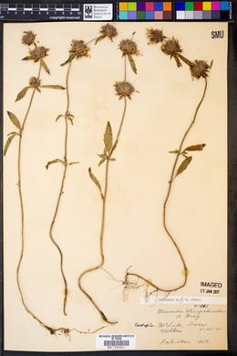 Monarda clinopodioides image