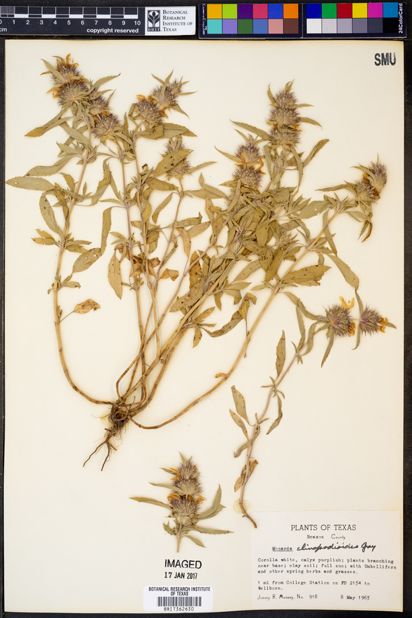 Monarda clinopodioides image