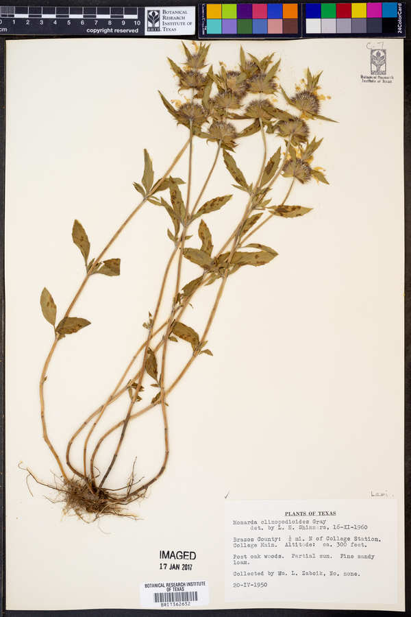 Monarda clinopodioides image