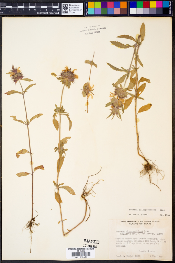 Monarda clinopodioides image