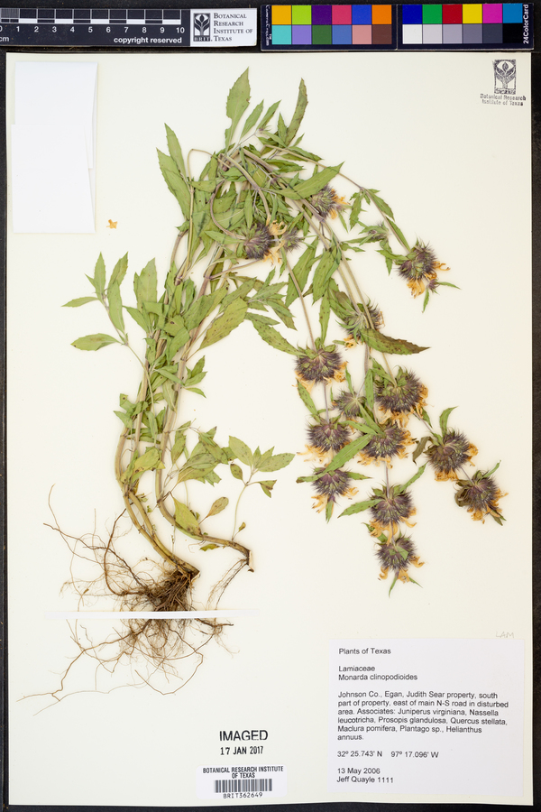 Monarda clinopodioides image