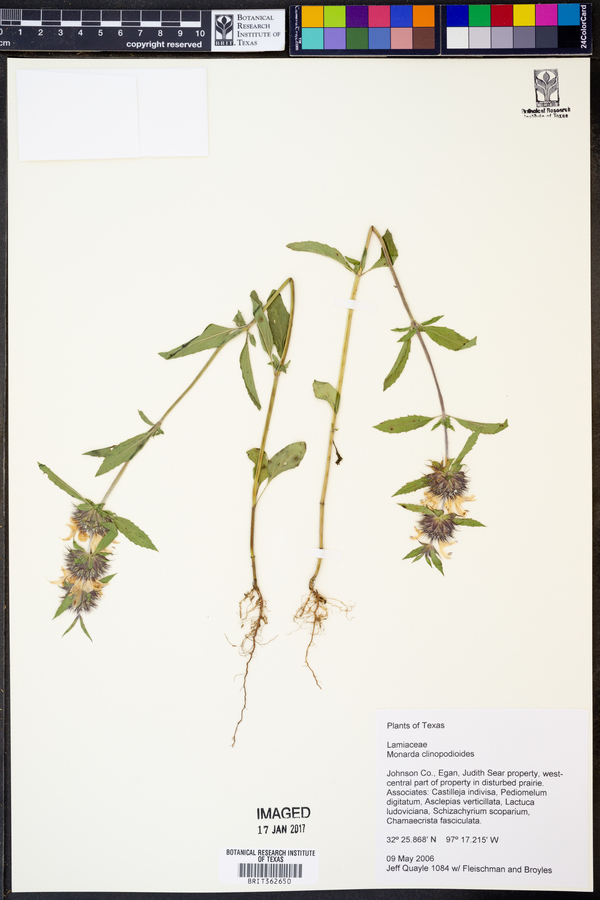 Monarda clinopodioides image