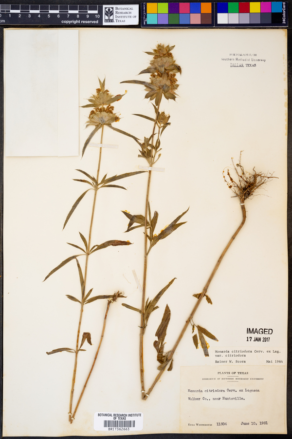 Monarda citriodora var. citriodora image