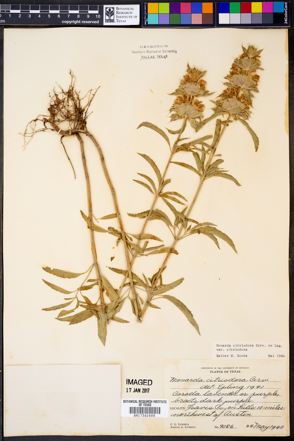 Monarda citriodora var. citriodora image
