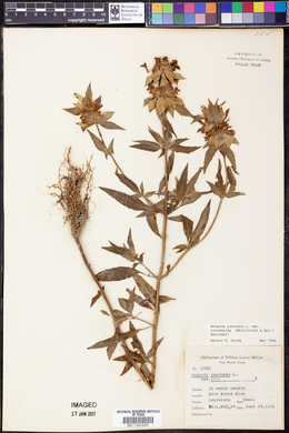 Monarda punctata var. intermedia image