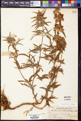 Monarda punctata subsp. villicaulis image