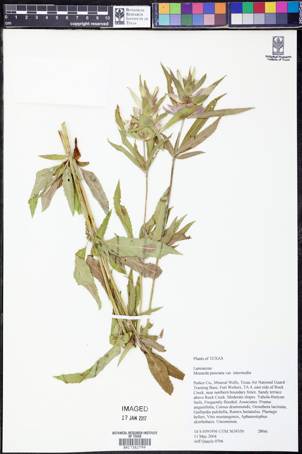 Monarda punctata var. intermedia image