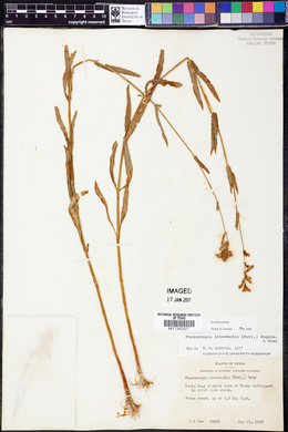 Physostegia intermedia image