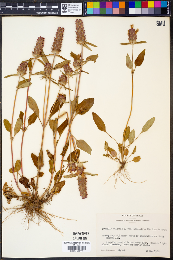 Prunella vulgaris ssp. lanceolata image