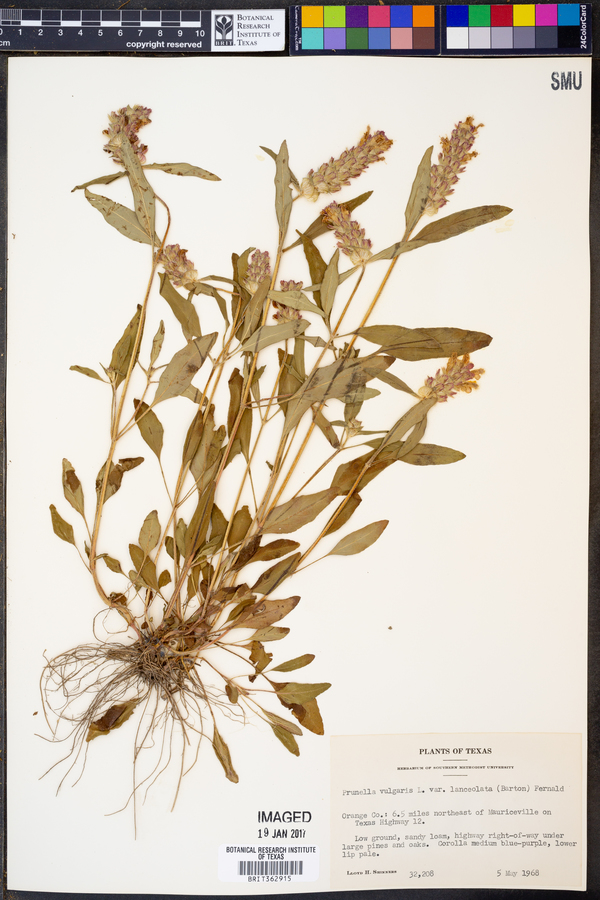 Prunella vulgaris ssp. lanceolata image