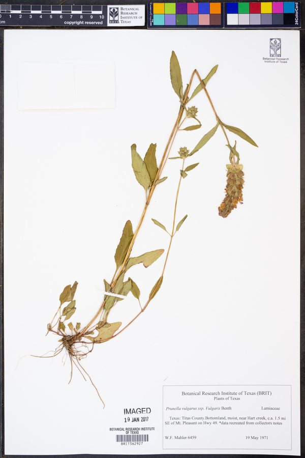 Prunella vulgaris ssp. vulgaris image
