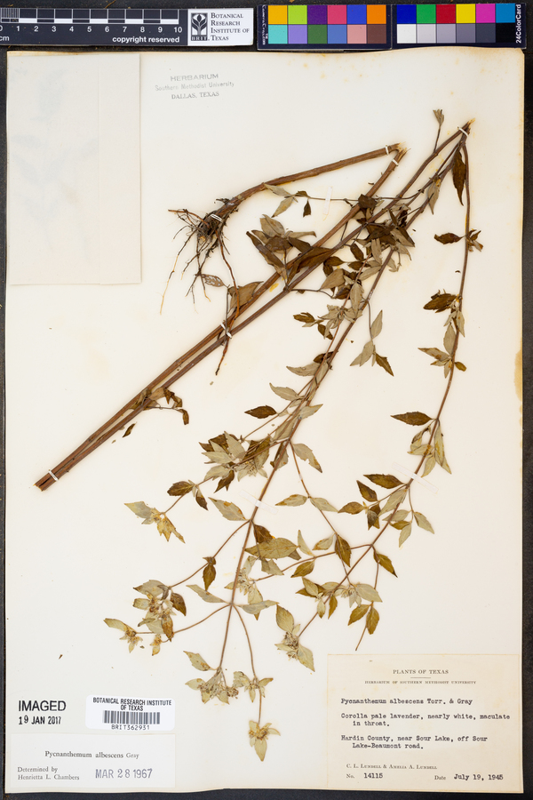 Pycnanthemum image