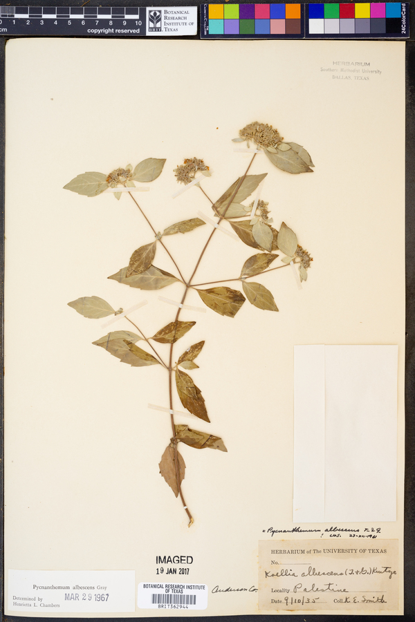 Pycnanthemum albescens image