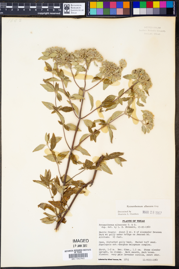 Pycnanthemum albescens image