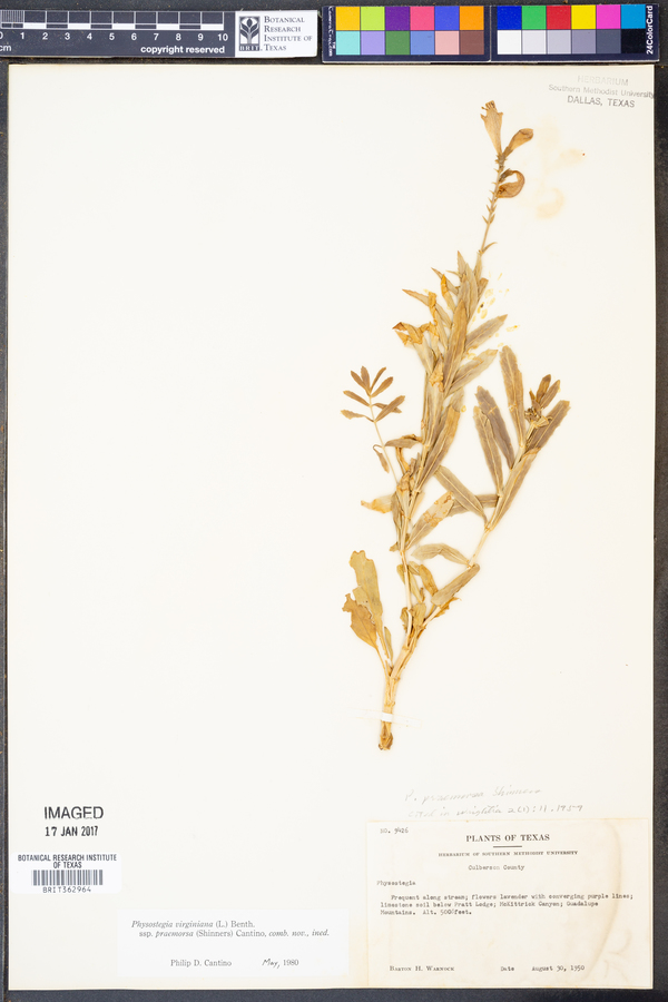 Physostegia virginiana ssp. praemorsa image