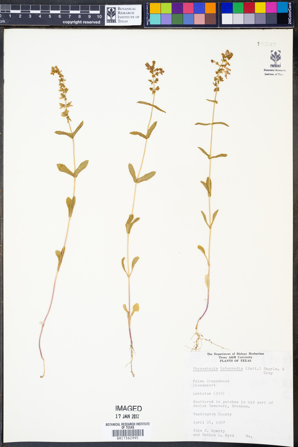 Physostegia intermedia image