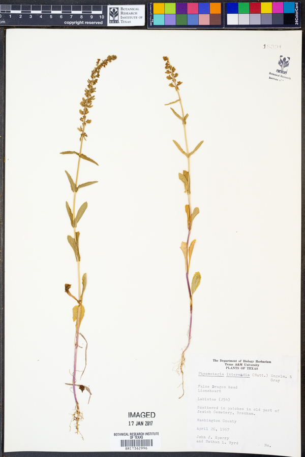 Physostegia intermedia image