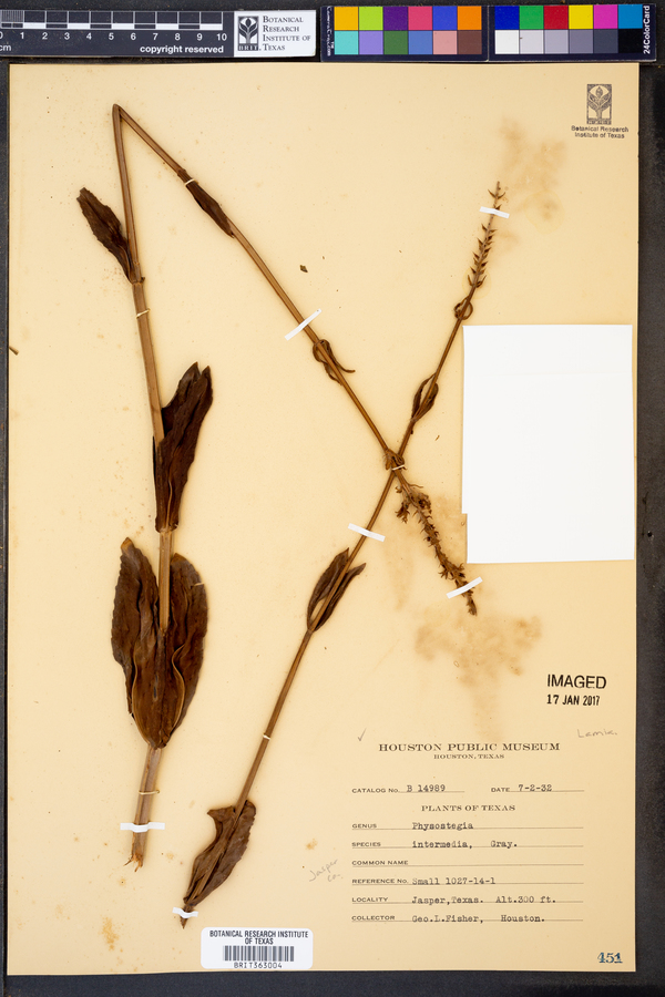 Physostegia intermedia image