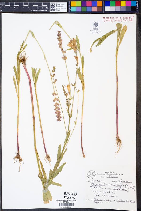 Physostegia intermedia image