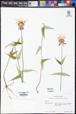 Monarda russeliana image