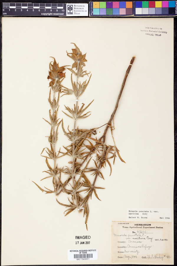 Monarda punctata var. maritima image