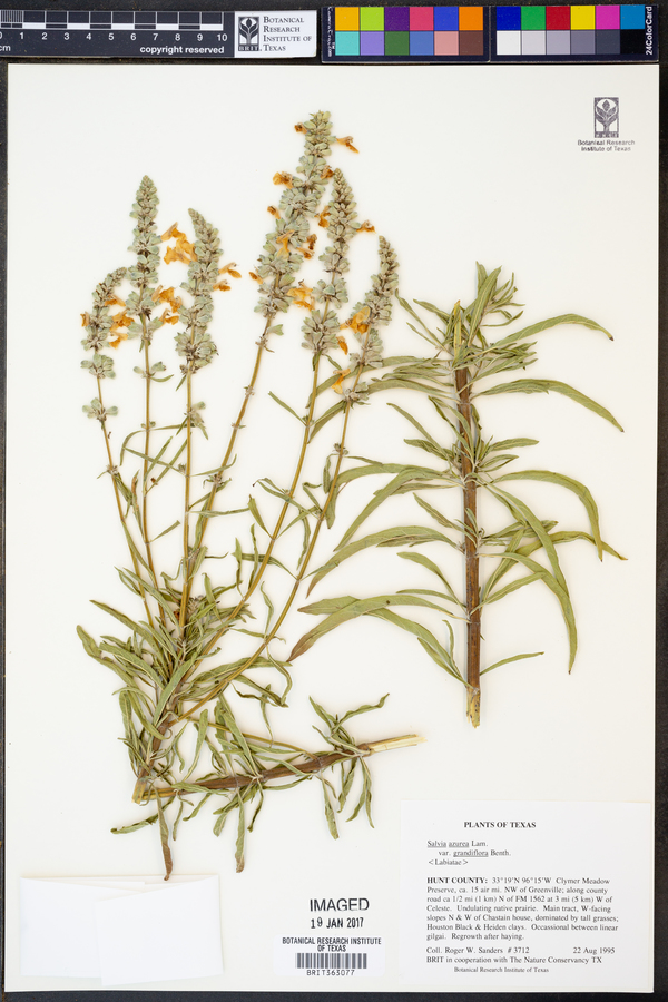 Salvia azurea var. grandiflora image