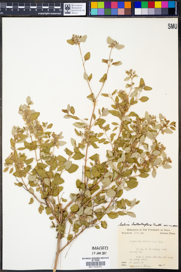 Salvia ballotaeflora image
