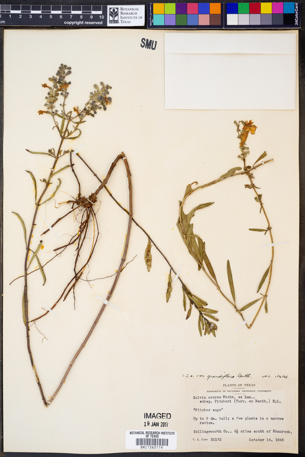 Salvia azurea var. grandiflora image