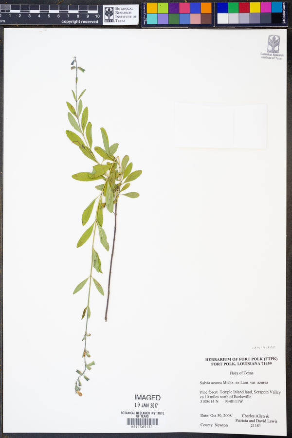 Salvia azurea var. azurea image