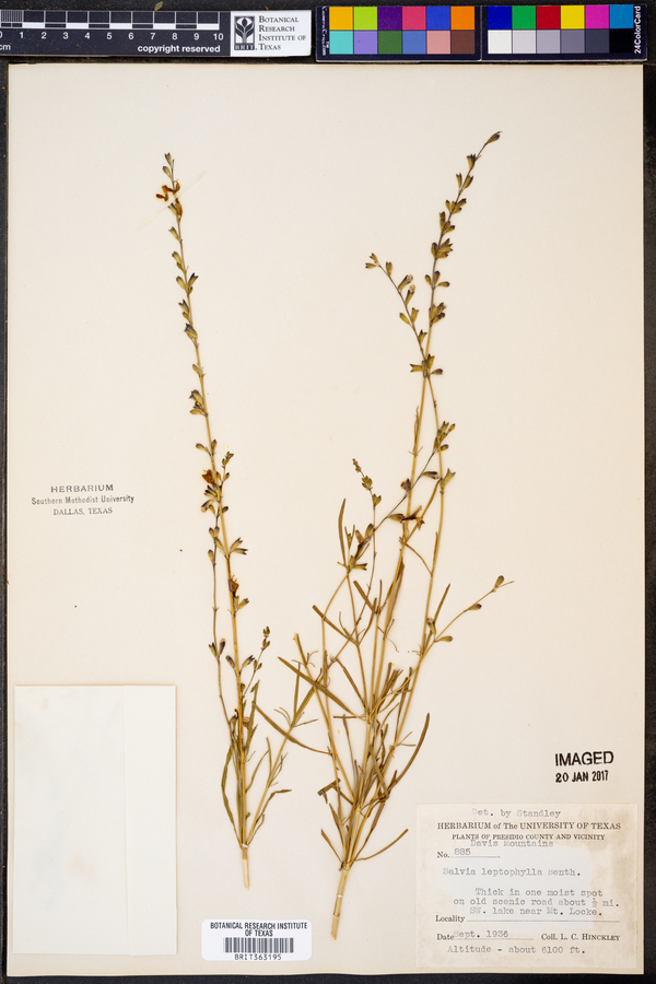 Salvia leptophylla image