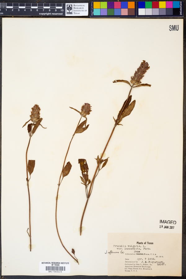 Prunella vulgaris ssp. lanceolata image