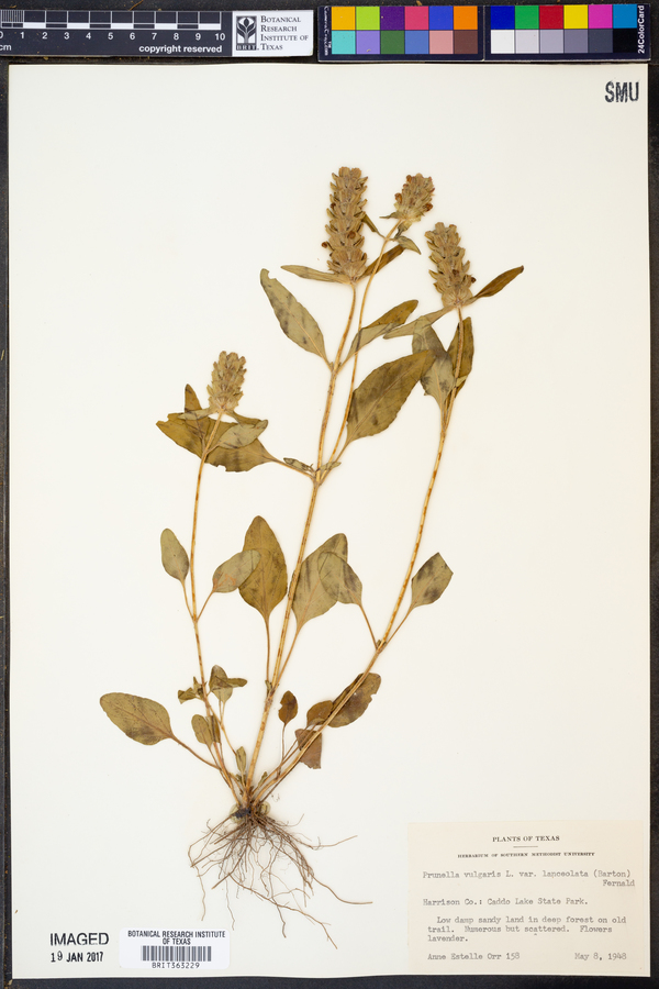 Prunella vulgaris ssp. lanceolata image