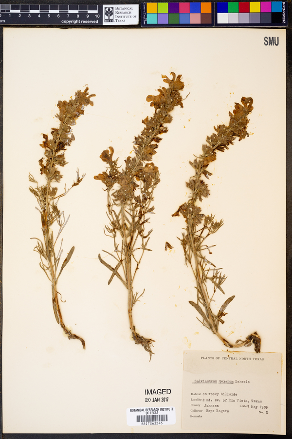 Salviastrum texanum image