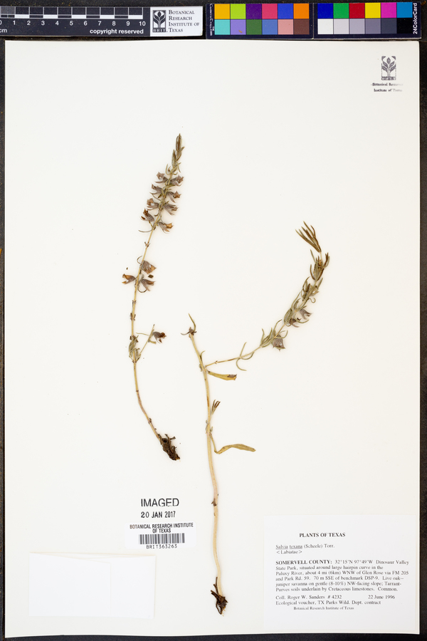 Salvia texana image