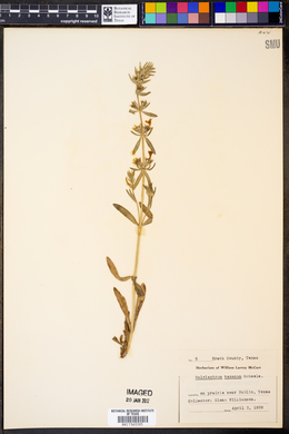 Salvia texana image