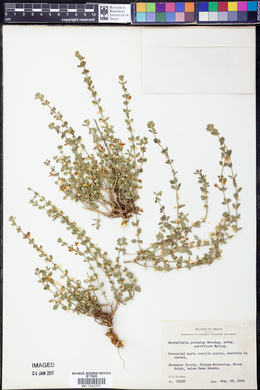 Scutellaria potosina var. tessellata image