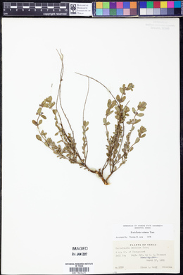 Scutellaria resinosa image