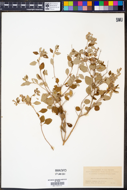 Salvia ballotaeflora image